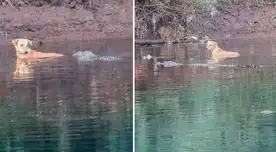 Un can es salvado por un grupo de cocodrilos en India y sorprende a científicos.