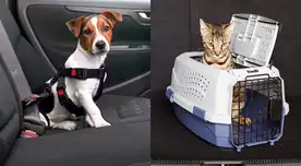 El transportín es la mejor opción para animales pequeños