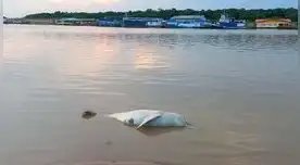 Encuentran más de 110 delfines de río muertos en un lago de la Amazonía brasileña
