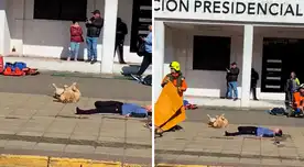 ‘Firulais’ se hace el muerto durante simulacro y usuarios vacilan en TikTok: "Denle un Oscar" ‘Firulais’ se hace el muerto durante simulacro y usuarios vacilan en TikTok: "Denle un Oscar"