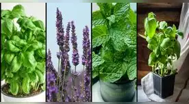 Estas plantas alejarán a las cucarachas de tu jardín.