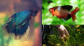 Un especialista debe recetarle un fungicida.