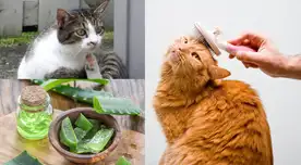 Cuida su higiene y cepíllalo.