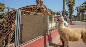 El nuevo Parque de las Leyendas estará ubicado en Huachipa.
