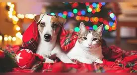 Una manera de engreír a nuestras mascotas es con un delicioso aperitivo. Una manera de engreír a nuestras mascotas es con un delicioso aperitivo.