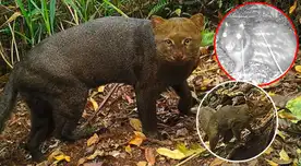 Especies de mamíferos fueron vistas por cámaras trampa instaladas en el Santuario Histórico de Machu Picchu. Especies de mamíferos fueron vistas por cámaras trampa instaladas en el Santuario Histórico de Machu Picchu.