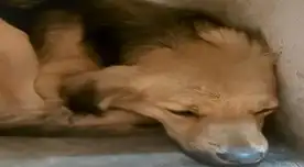 Condenan a Lincols Peter Coa Díaz por golpear a un perrito en el distrito de Mi Perú