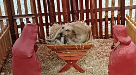 Caramelo es una perrita de la calle que goza de la bondad de los vecinos de la zona.