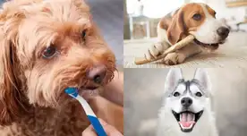 Ofrécele snacks dentales para que mastique. Ofrécele snacks dentales para que mastique.