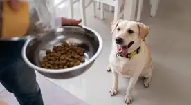 Es importante saber los componentes de los alimentos que le damos a nuestras mascotas.