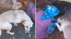 Perrita muestra su agradecimiento a humana por alimentar a sus cachorros