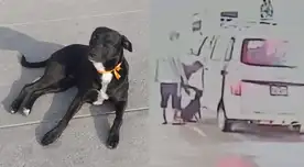 Vecinos señalan que perro no era bravo y denuncian que desaparición es maltrato animal. Vecinos señalan que perro no era bravo y denuncian que desaparición es maltrato animal.