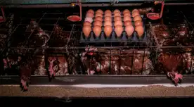 Hoteles en Perú no tienen un compromiso animal. Hoteles en Perú no tienen un compromiso animal.