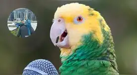 Se enteró que su esposa le era infiel porque sus loros repetían una peculiar frase en Turquía.