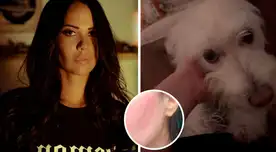 Lucia Oxenford denuncia AGRESIÓN física al defender a perrito herido: "Tumefacción y rotura" Lucia Oxenford denuncia AGRESIÓN física al defender a perrito herido: "Tumefacción y rotura"