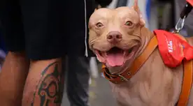 Día de los muertos de mascotas: cómo surgió esta fecha para recordar a estos animales.