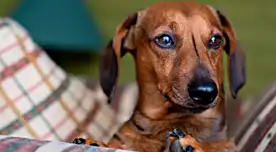 Perro salchicha ataca brutalmente a una mujer en Gales: le arranca parte de la mejilla y luego se la come.