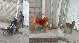 El perrito fue abandonado pero su caso tuvo un final feliz.