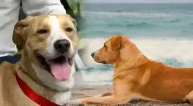 Vaguito: Cómo conocer al perrito estrella de cine peruano. Vaguito: Cómo conocer al perrito estrella de cine peruano.