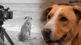 Usuarios defienden a perrito actor de "Vaguito" de críticas de periodista peruano. Usuarios defienden a perrito actor de "Vaguito" de críticas de periodista peruano.