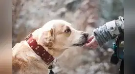 El perro siempre está vinculado a la fidelidad y la amistad.