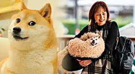 Muerió Kabosu, la perra que protagonizó el meme mundial 'Doge' y es la imagen de la criptomoneda favorita de Elon Musk