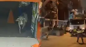 Toro generó momentos de terror en el distrito de Santa Anita.