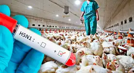 El virus H5N1 es uno de los subtipos más virulentos del virus de la influenza A que afecta a las aves. El virus H5N1 es uno de los subtipos más virulentos del virus de la influenza A que afecta a las aves.