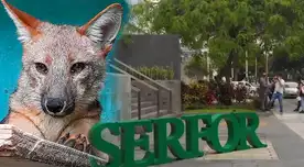 Zorro Run Run en la mira del Poder Judicial por su situación Zorro Run Run en la mira del Poder Judicial por su situación