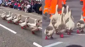 Gansos caminaron por el desfile militar desarrollado en Mollendo. Gansos caminaron por el desfile militar desarrollado en Mollendo.