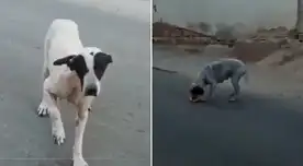 Una perrita engañó a todos con una cojera.