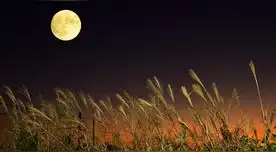 Luna de Cosecha 2024: conoce cuál s su significado y por qué es tan importante para los agrícolas.