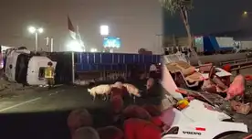 Accidente Panamericana Sur hoy: camiones chocaron y dejaron 30 porcinos muertos en plena carretera Accidente Panamericana Sur hoy: camiones chocaron y dejaron 30 porcinos muertos en plena carretera