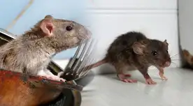 Si tienes problemas para espantar a los ratones de tu casa, no te preocupes porque hay una fruta efectiva contra ellos.