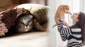 Tener gatitos en casa sería una de las mejores ideas para el beneficio de tu salud. Tener gatitos en casa sería una de las mejores ideas para el beneficio de tu salud.