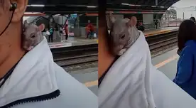 Hombre se pasea con su rata ‘egipcia’ en el Metro de Lima y genera furor en redes sociales: “No paga pasaje” Hombre se pasea con su rata ‘egipcia’ en el Metro de Lima y genera furor en redes sociales: “No paga pasaje”