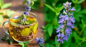 Esta planta milenaria tiene propiedades antiinflamatorias y reguladoras del azúcar.