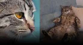 Evita caer en la tentación de ofrecerle un bocado de tu comida.