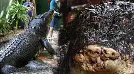 El cocodrilo que pesaba más de una tonelada murió en Australia.