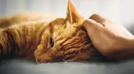 Los gatos son una pieza clave en la vida de su dueño y por eso, deberás aprender a ver cada detalle que muestre. Los gatos son una pieza clave en la vida de su dueño y por eso, deberás aprender a ver cada detalle que muestre.