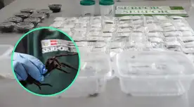 Serfor recuperó las tarántulas que un ciudadano coreano intentaba transportar a su país