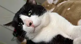 Conoce la razón por la que te gustan tanto los gatos. Conoce la razón por la que te gustan tanto los gatos.