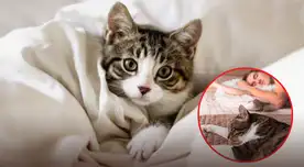 Asegúrate de tener las vacunas de tu gato al día para mayor seguridad. Asegúrate de tener las vacunas de tu gato al día para mayor seguridad.