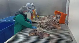 Demanda de pescado aumenta en el verano