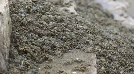 Una gran cantidad de cangrejos aparecen en la playa Herradura en Chorrillos y deja sin palabras a los visitantes.