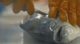 La contaminación marina y pesca ilegal