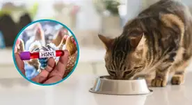 La FDA de Estados Unidos anunció el retiro voluntario de una famosa comida para gatos. La FDA de Estados Unidos anunció el retiro voluntario de una famosa comida para gatos.