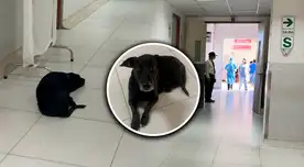 Perrito espera en la puerta a su dueña, pero esta ya está por morir.