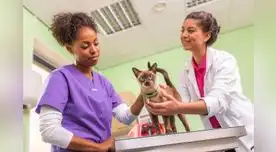 Se resalta que más de 10,000 Médicos Veterinarios Zootecnistas en Perú contribuyen al desarrollo sanitario del país.