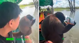 Monito de la selva peruana causa furor en TtikTok.
